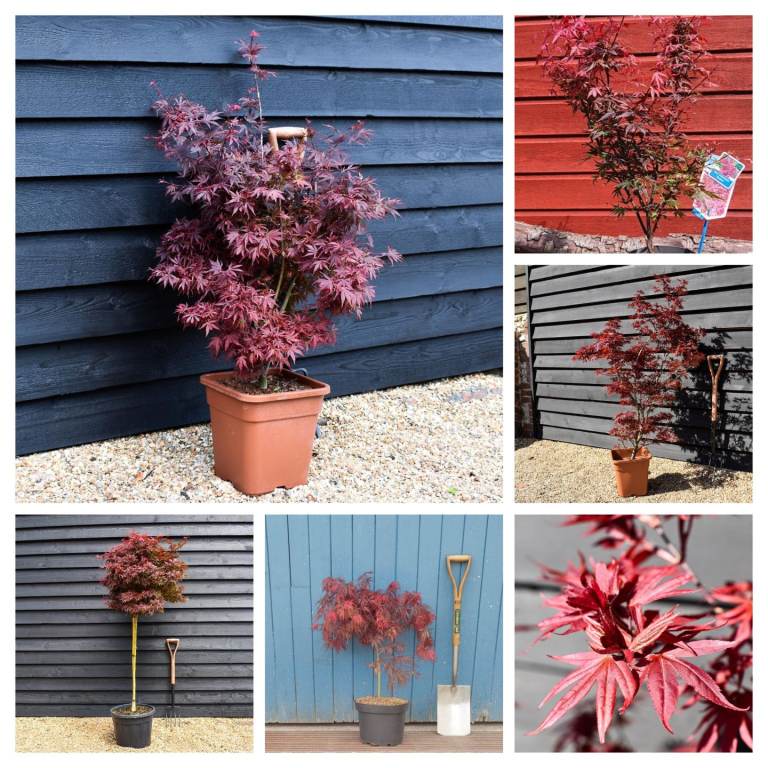 Acers Plants and Trees Variety Sizes 🍁