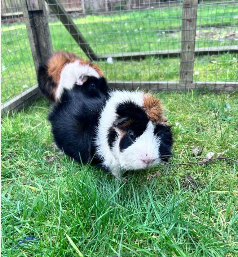 2 guinea pigs 