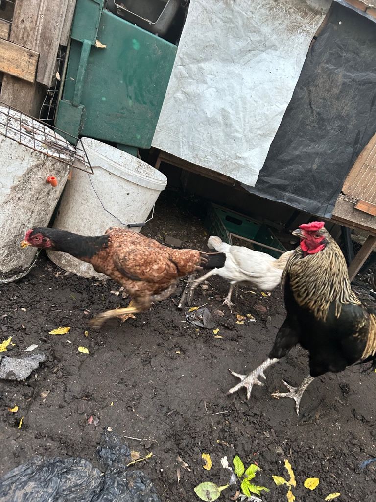 Aseel Rooster, hens and Pullets for sale
