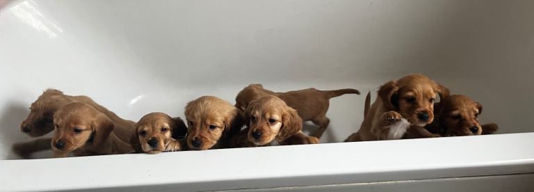 Spaniel Puppies for Sale 