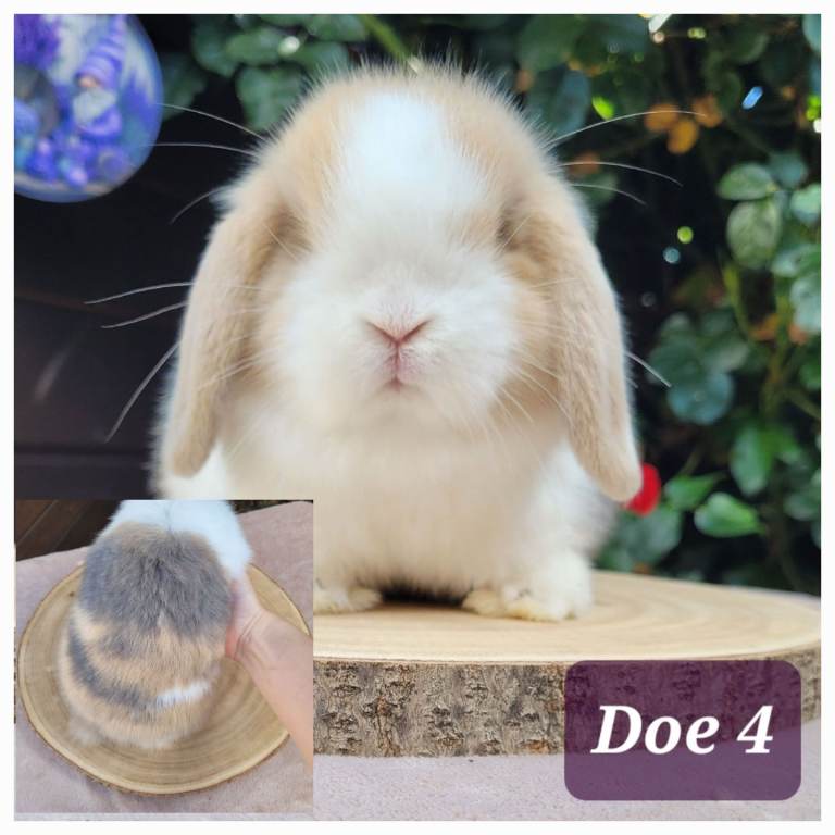 Purebred mini lop bunnies & Adults available 