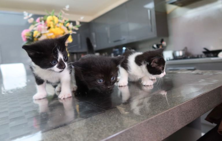 Three Beautiful 5-Week-Old Kittens & Their Young Mum Looking for a Loving Home 