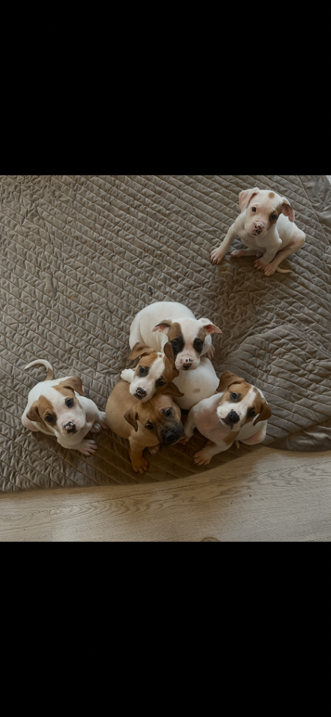 Bordeaux X Bully mix puppies PRICE DROP! 
