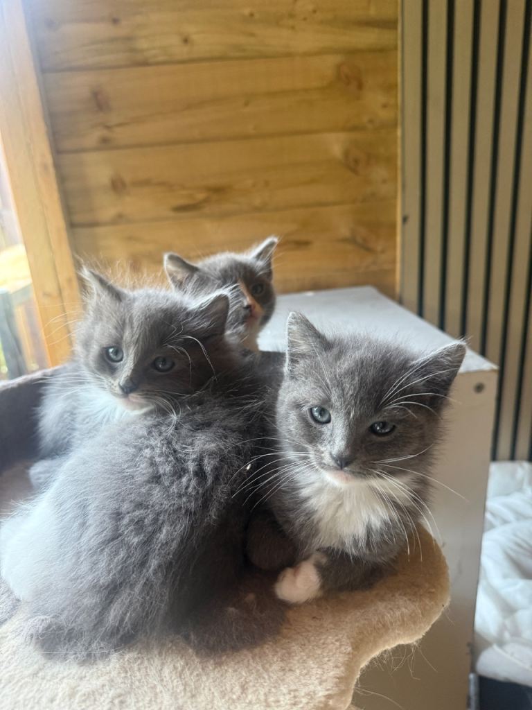 Ragdoll x kittens 