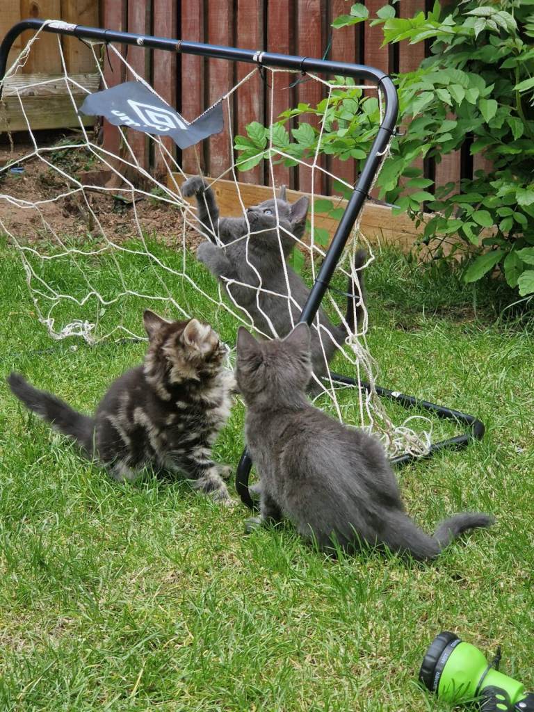 2 wee boys