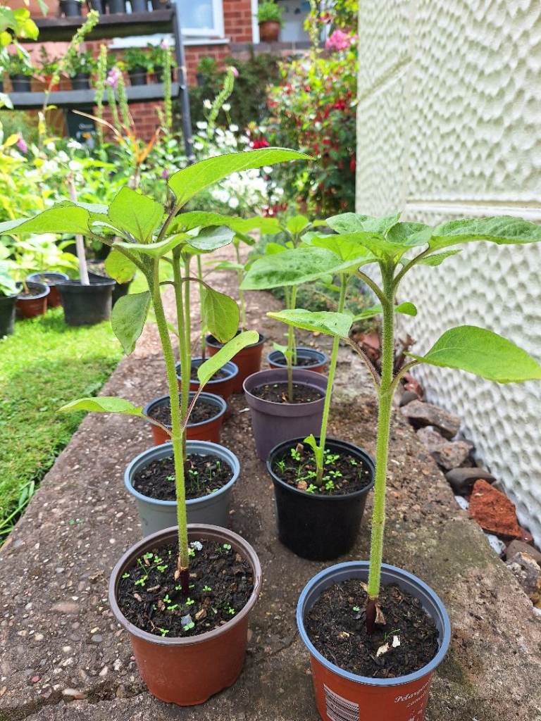 Sunflower in Pots – Ready for Your Garden