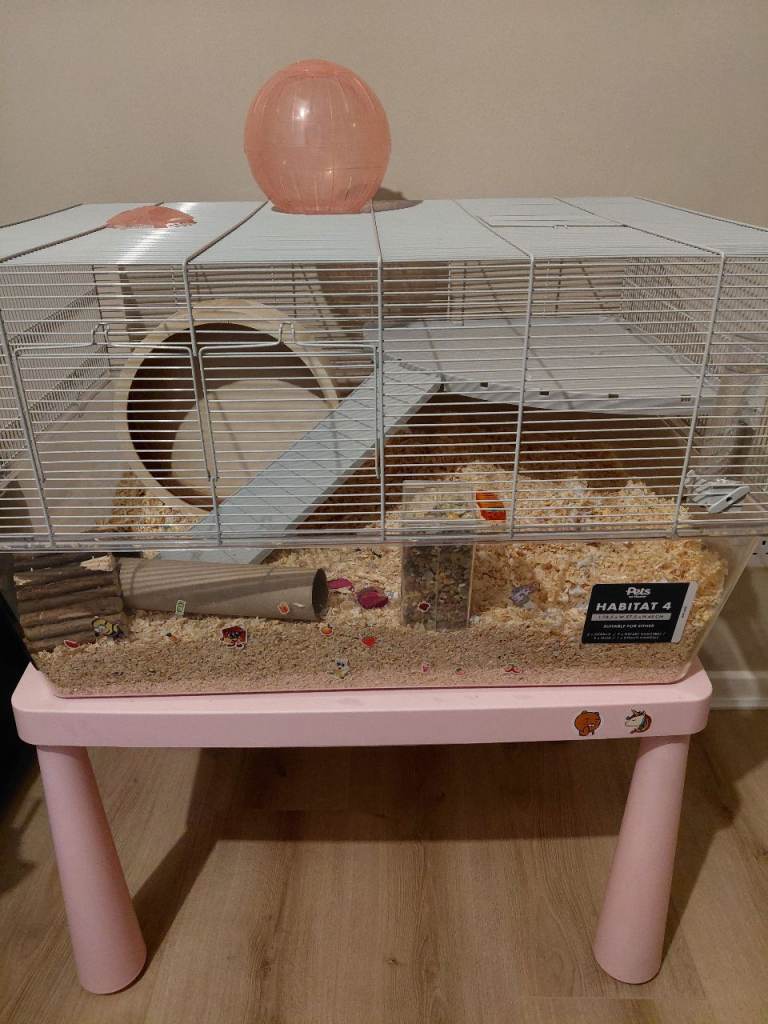Syrian hamster female. 10 months old
