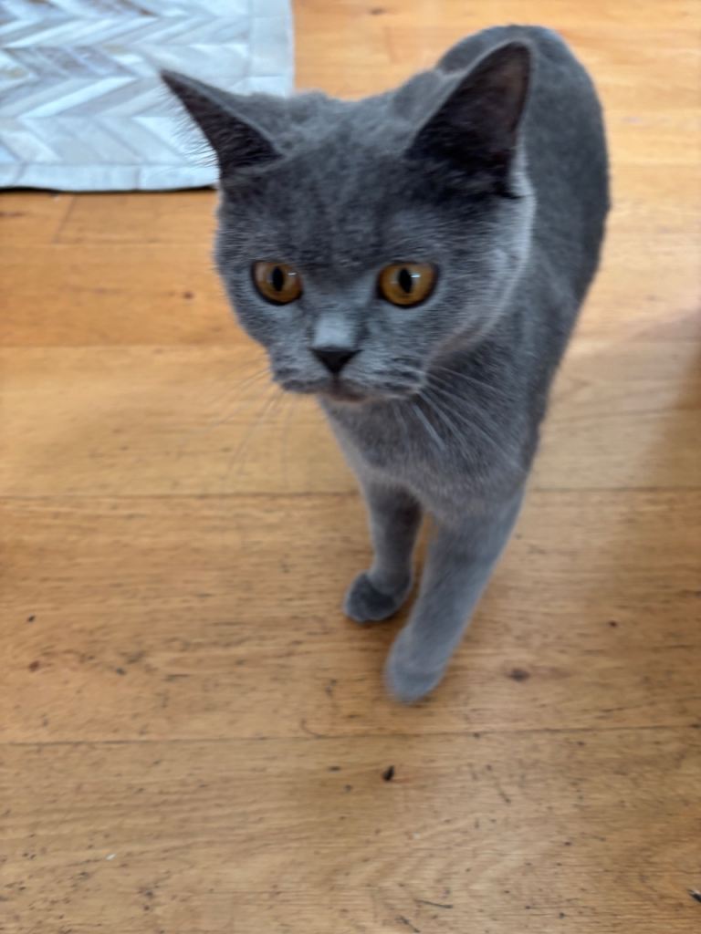 Gorgeous British Blue Cat