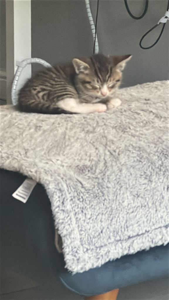 UPDATE: 2 kittens available. 