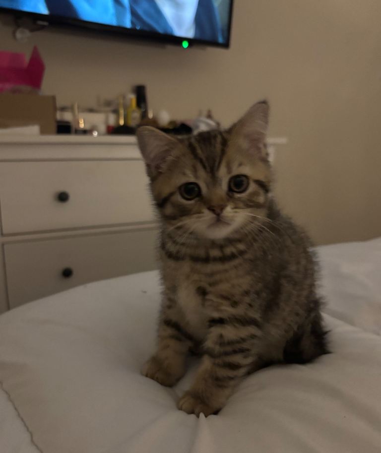 Gorgeous male kitten