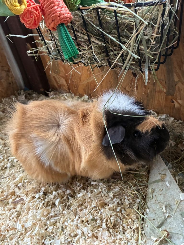Male guinea pig