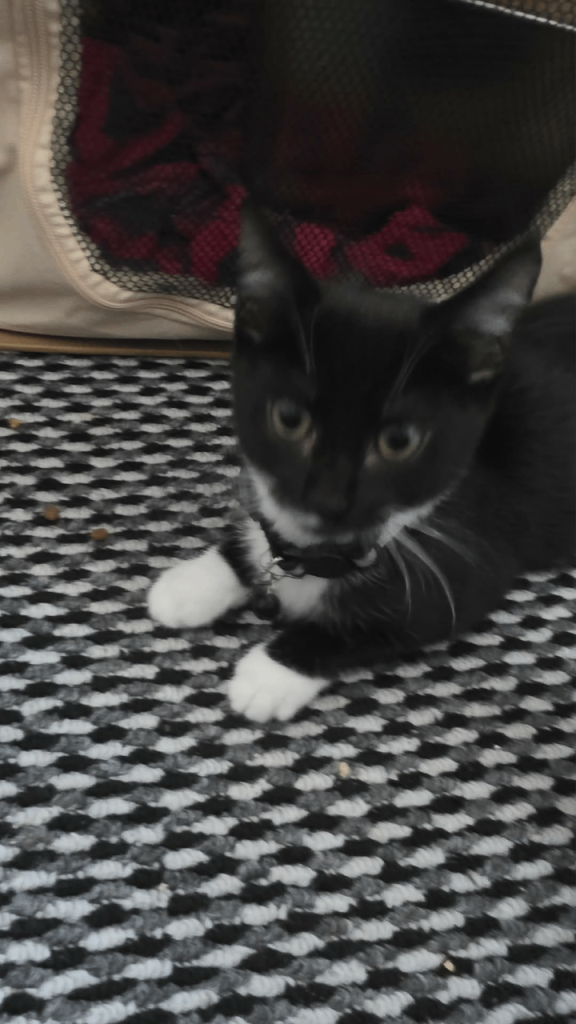 3 month old female kitten 