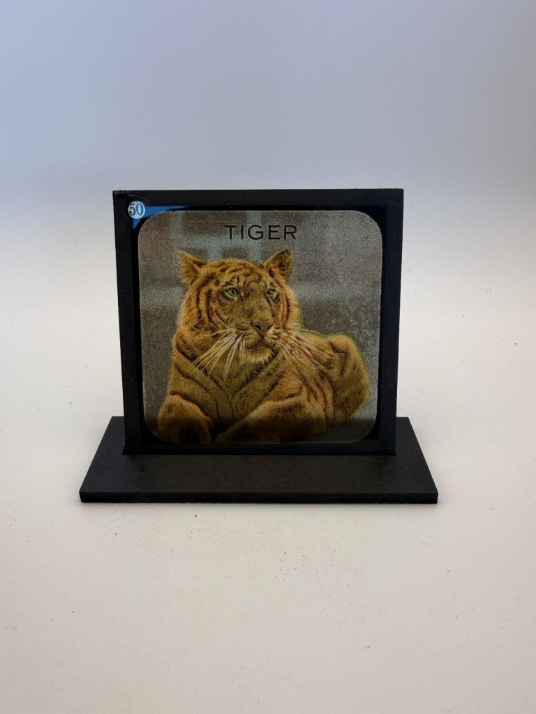 Victorian/Antique Magic Lantern Slide picturing a Tiger, complete with stand 