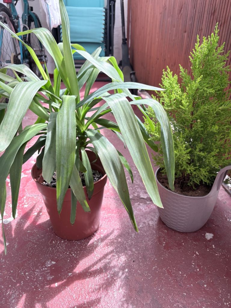 Bundle of 2 Healthy Houseplants – Yucca & Lemon Cypress (58cm + 50cm)