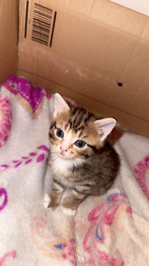 Mixed breed kittens 