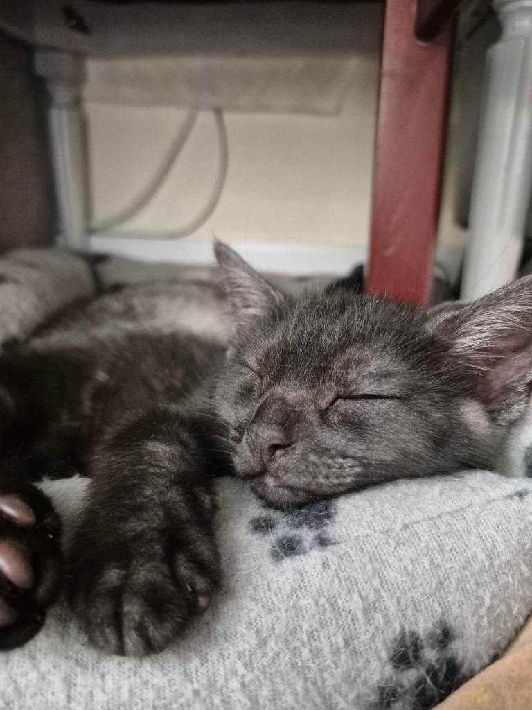 CUTE KITTENS FOR SALE 