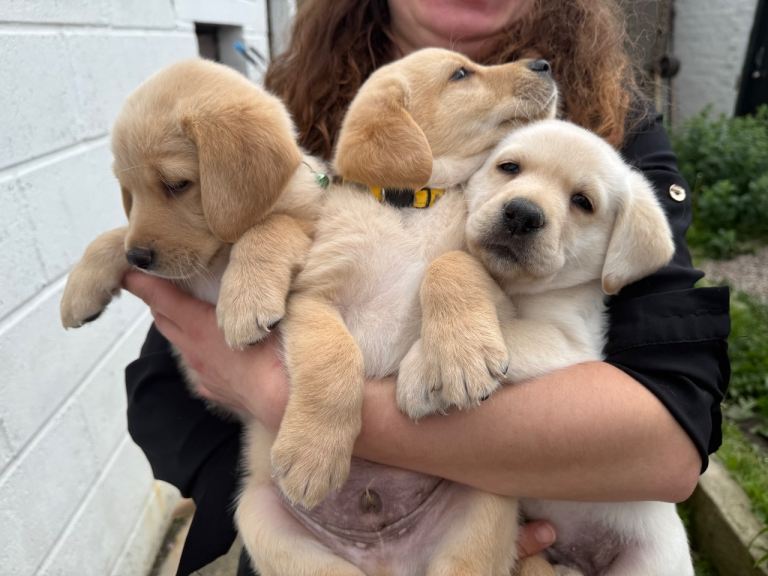 Labradoodle last 2 puppies ready to leave 