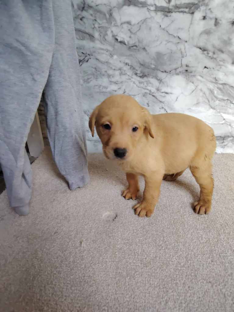 Labrador puppies 