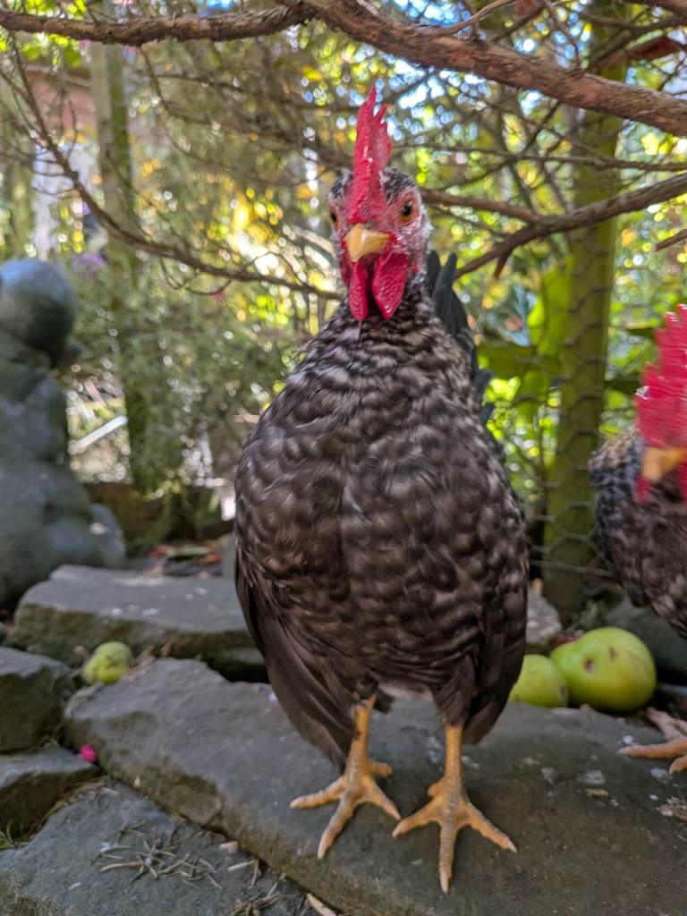 Serama Cockerel 11 weeks Old