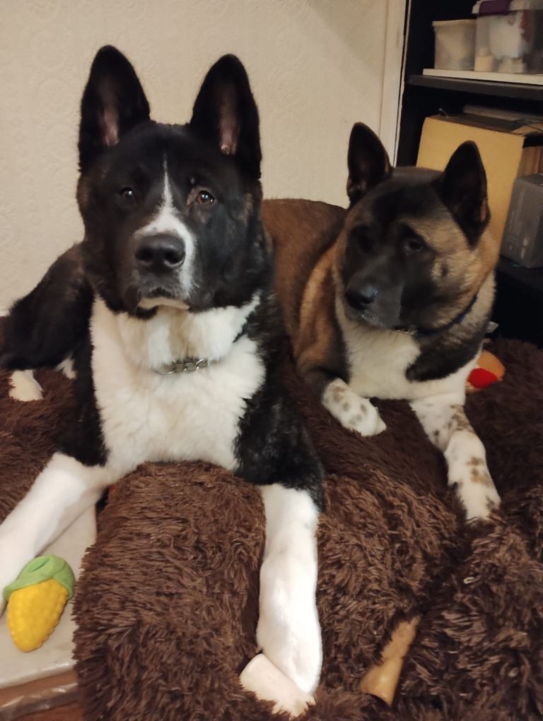 American Akita Puppies 