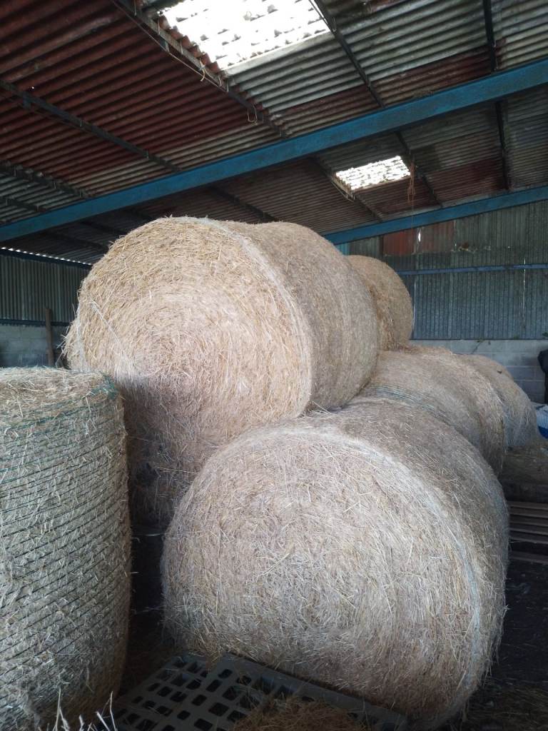 BIG ROUND HAY BALES. LAST SEASON.