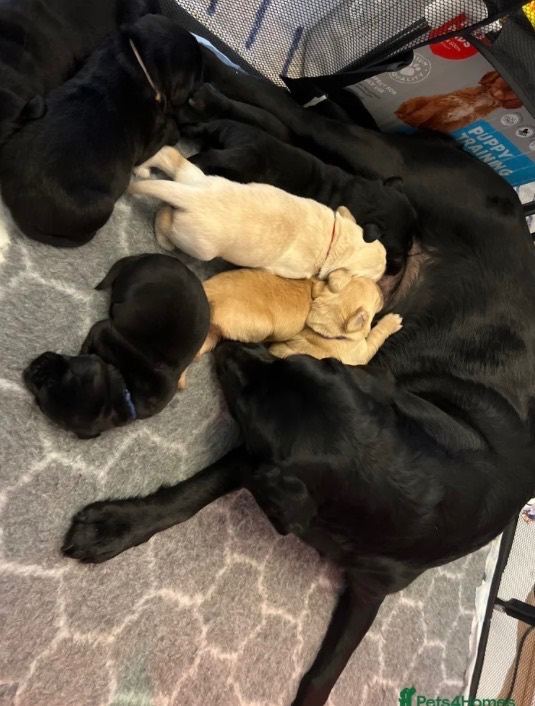 Adorable Labrador puppies