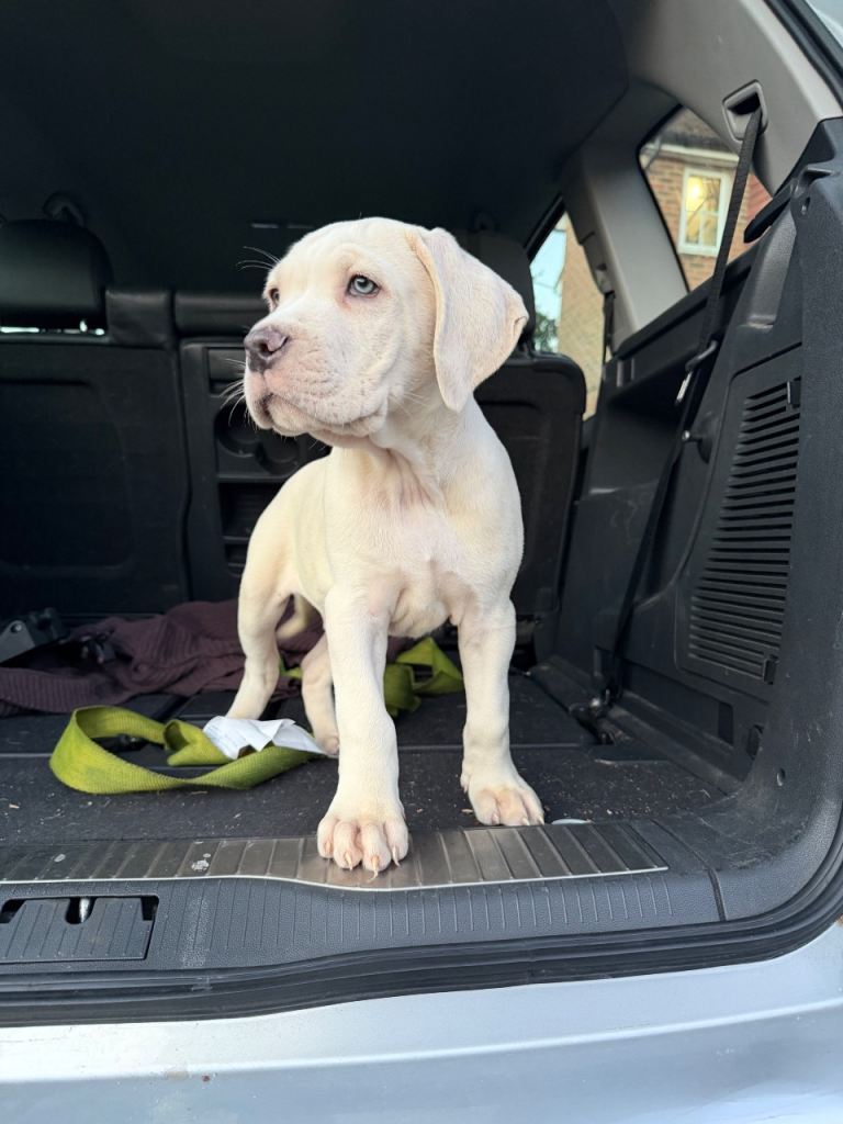 Cane corso 