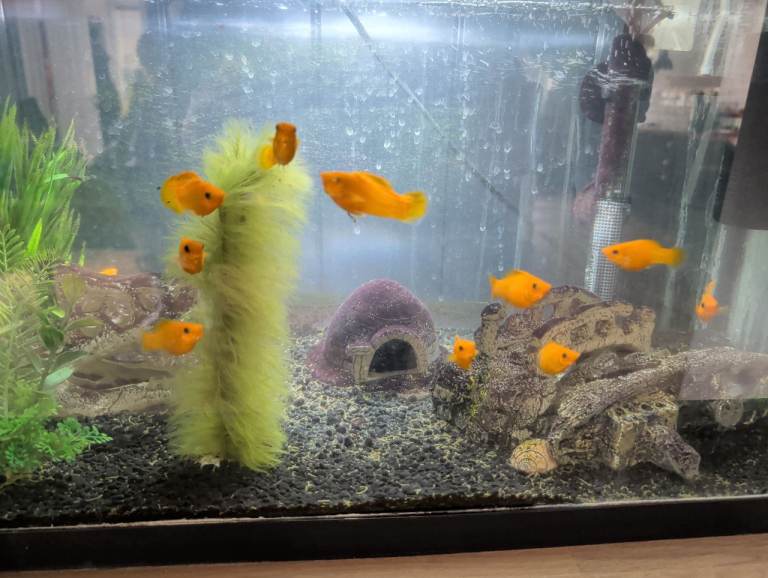 Golden Mollies - Tropical Fish