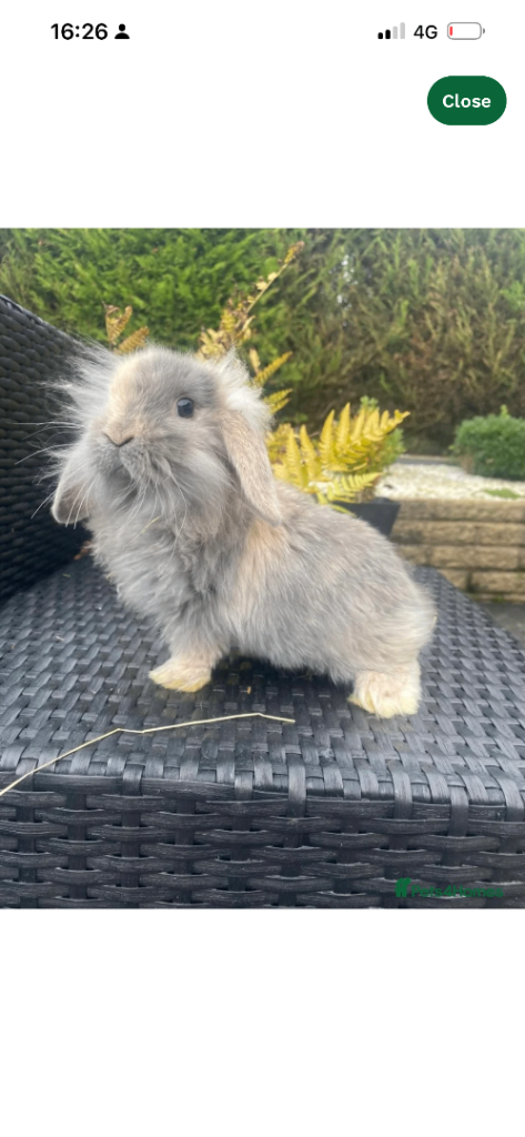 Adorable mini lop rabbits 