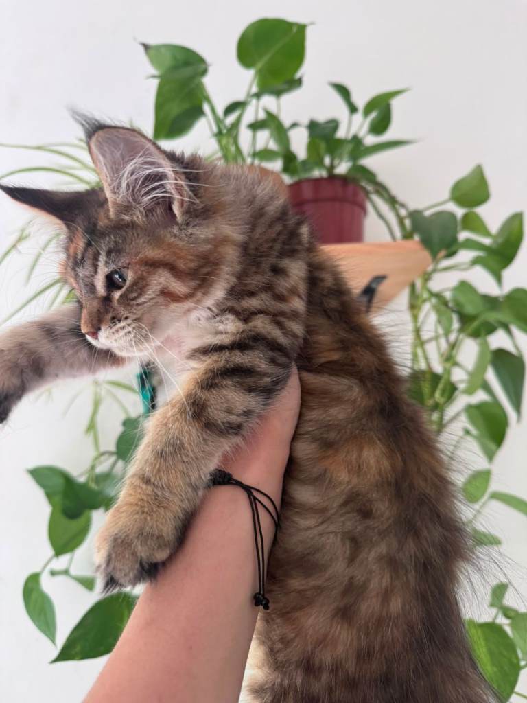 Female maine coon kittens