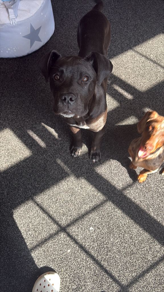 Cane corso