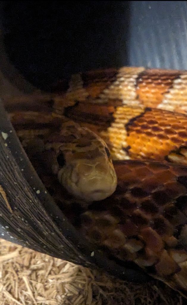 Corn snake 