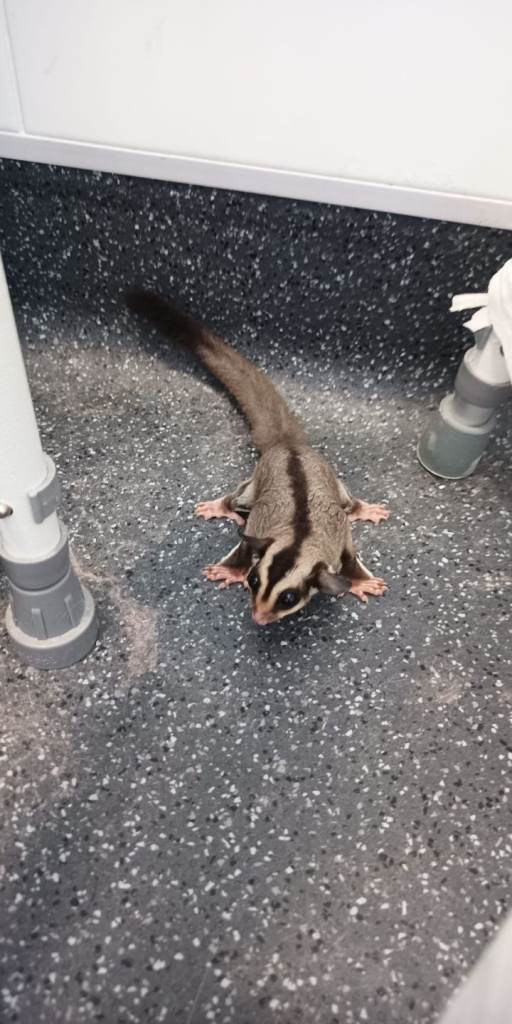 Male sugar gliders for sale