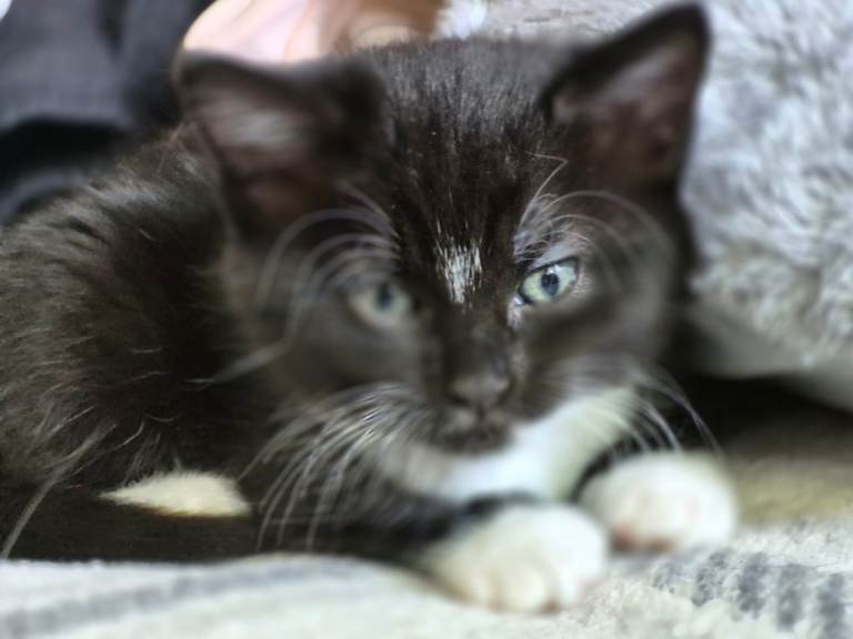 Female kitty looking for love 