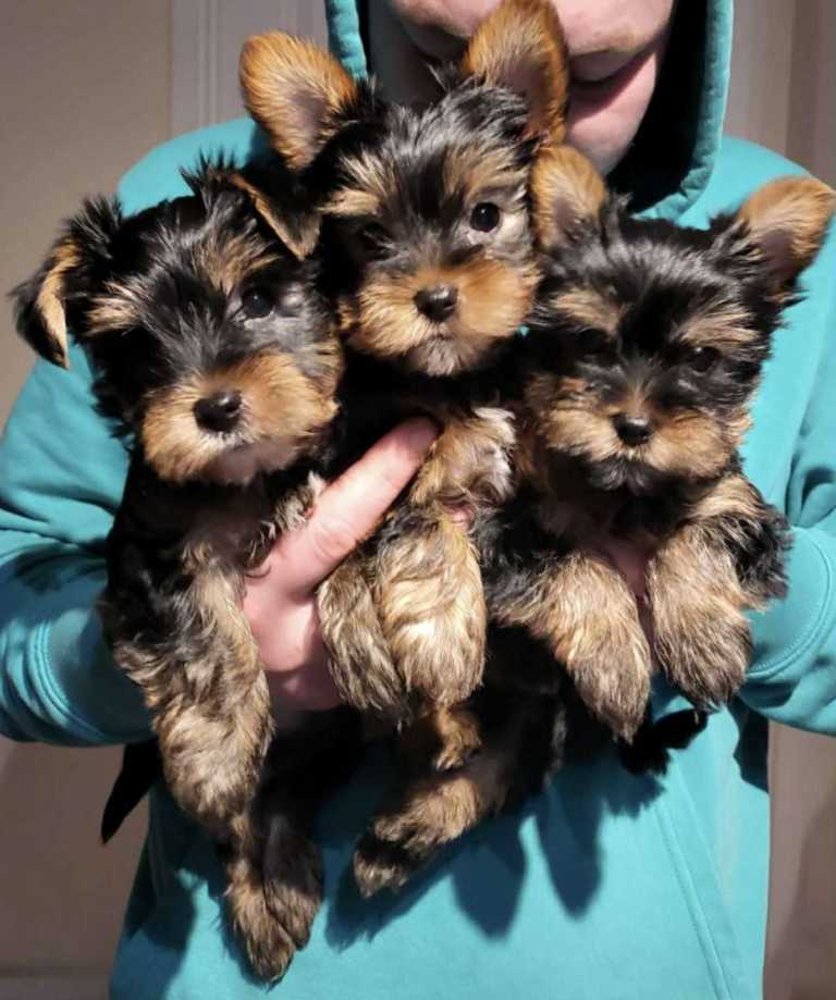Yorkshire Terrier puppys 2 girls 1 boy