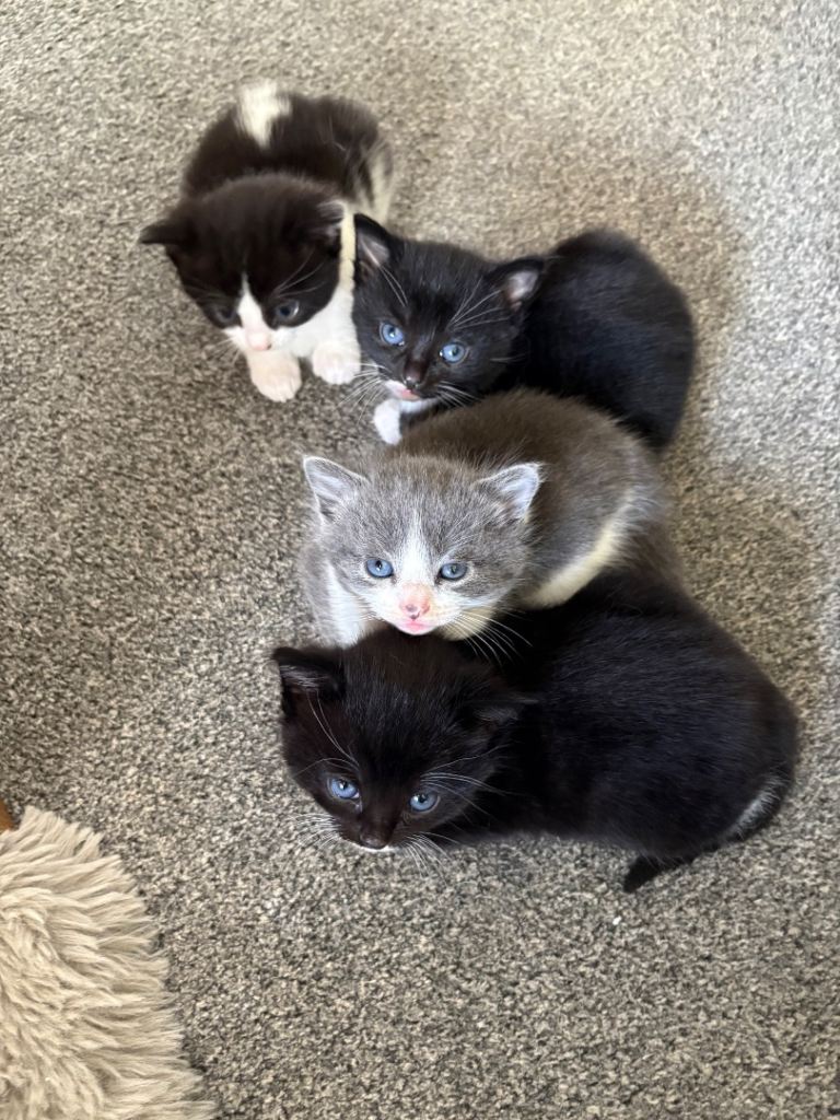 Four little girl kittens 