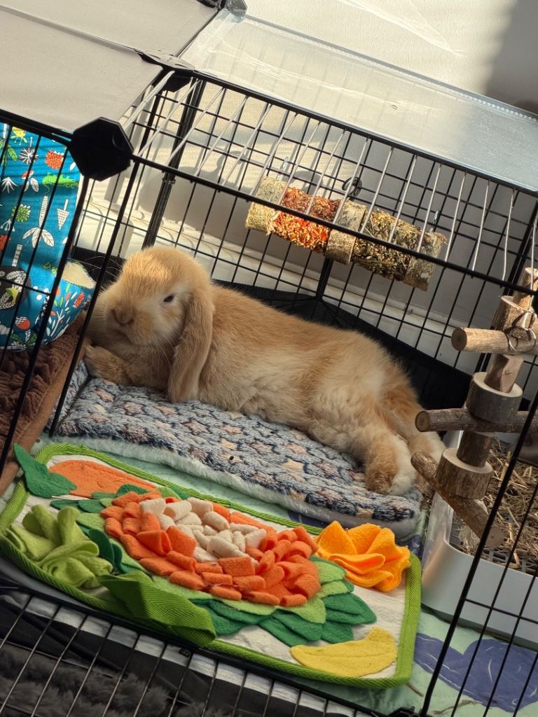 Mini lop 