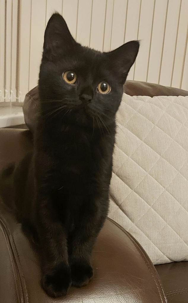 Beautiful boy kitten 