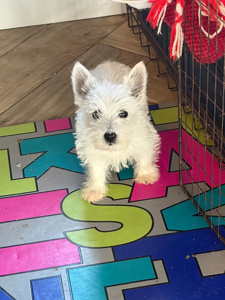 MALE west highland terrier puppies. 