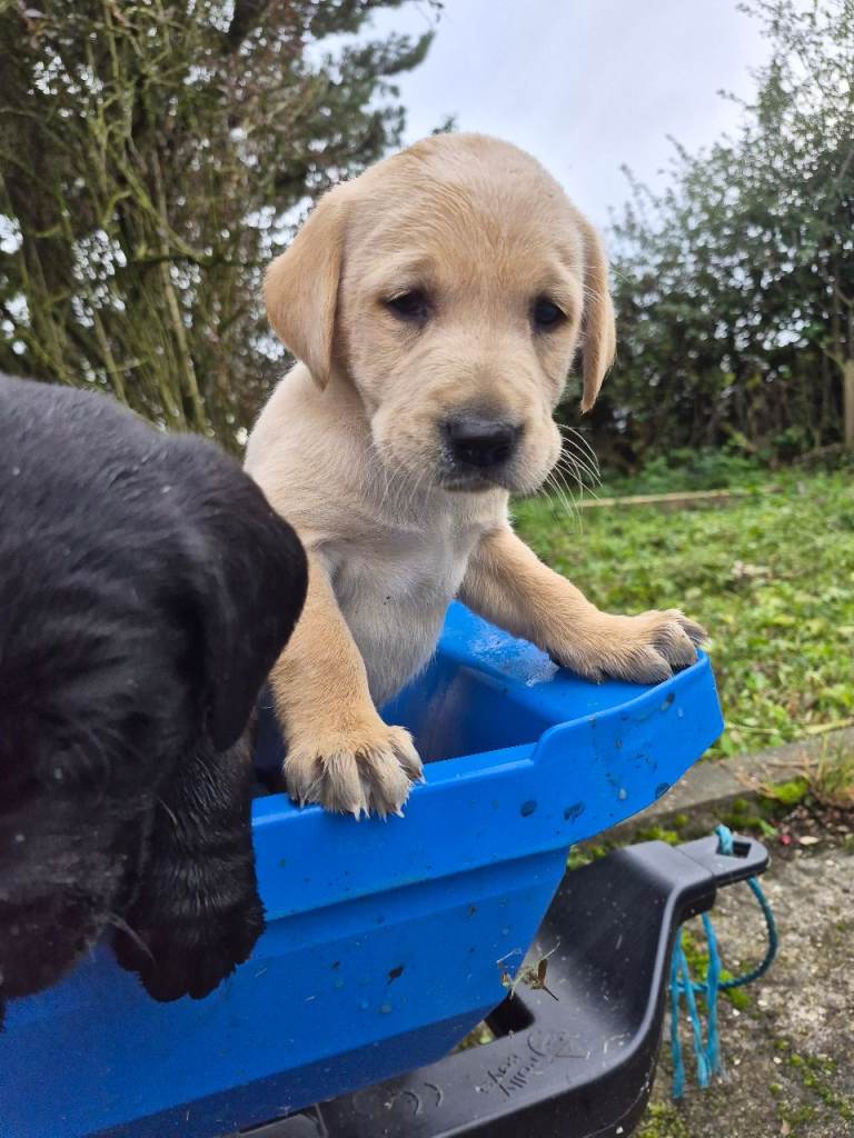 Golden Lab Pup