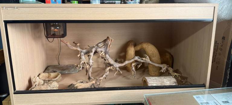 Complete Bearded Dragon Vivarium
