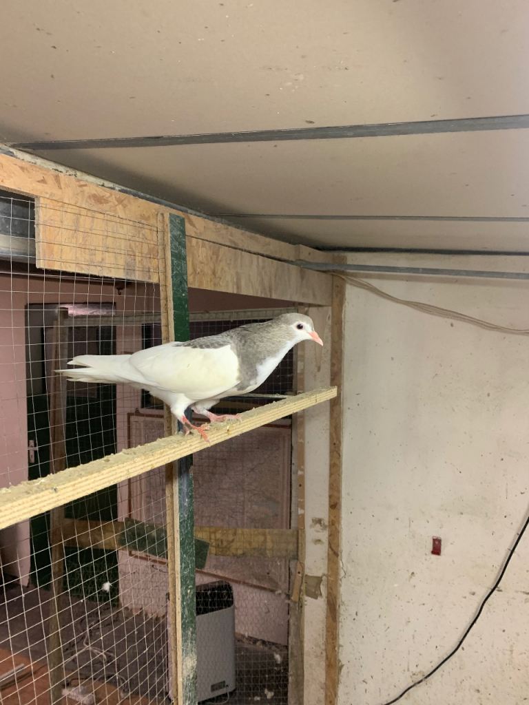 Iranian Pigeons
