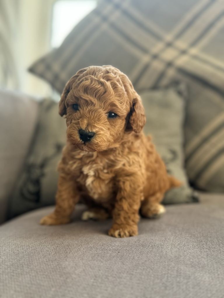 Toy Poodle Puppies