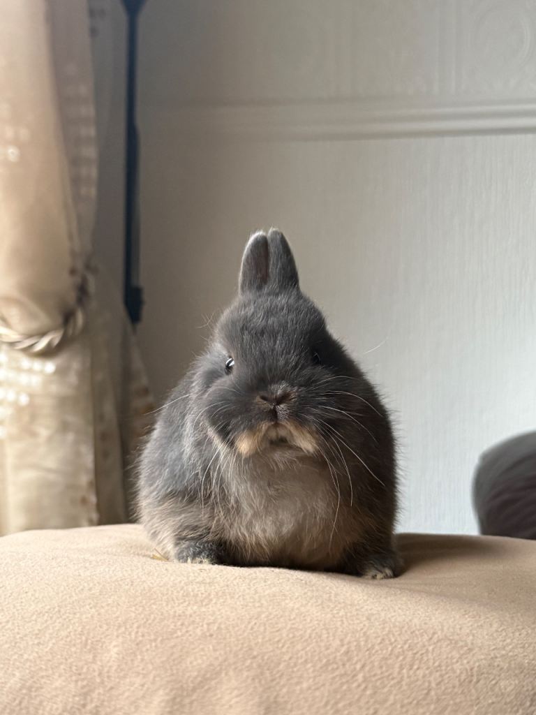 Blue otter Netherland dwarf 