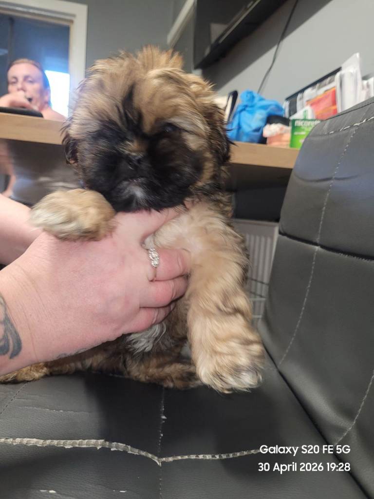 shitzu pups 