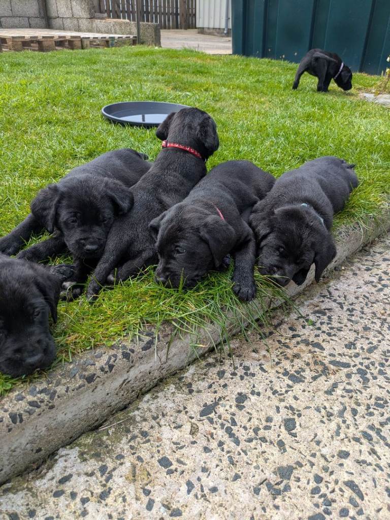 KC registered labrador pups