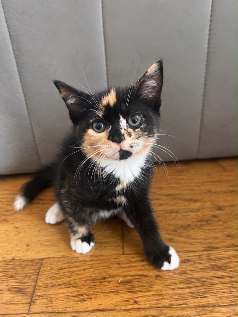 9 week old kittens