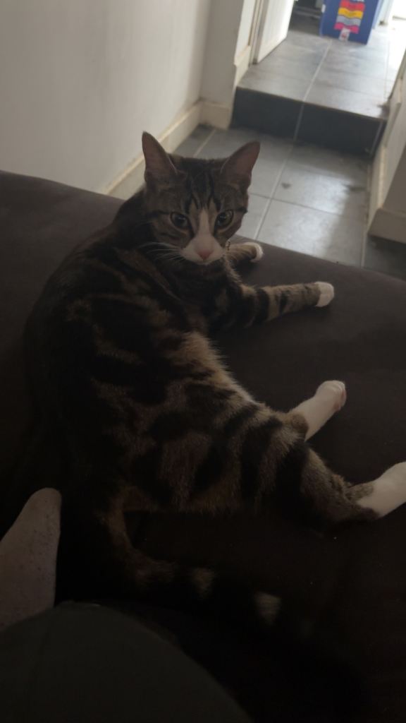 Loving forever rehome needed ASAP