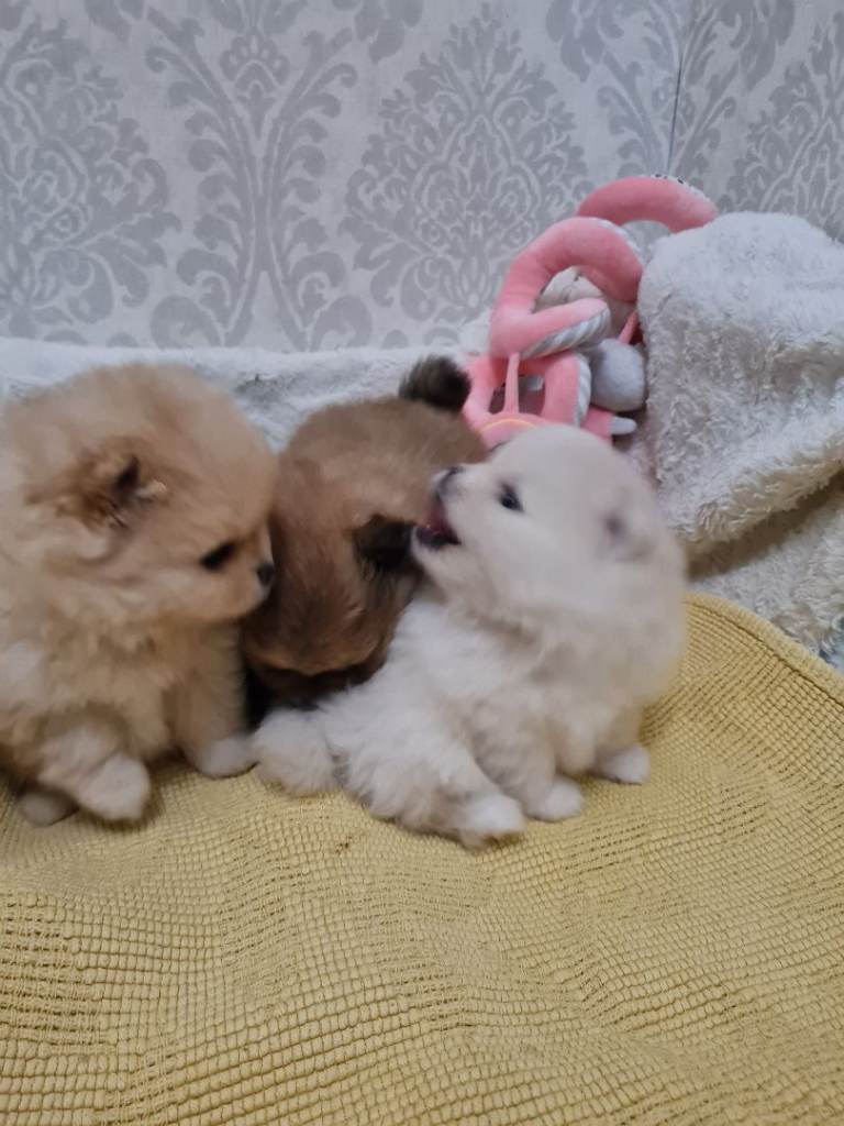 Beautiful pomeranian puppies  Champion Line