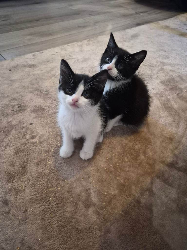 Adorable black and white kittens 